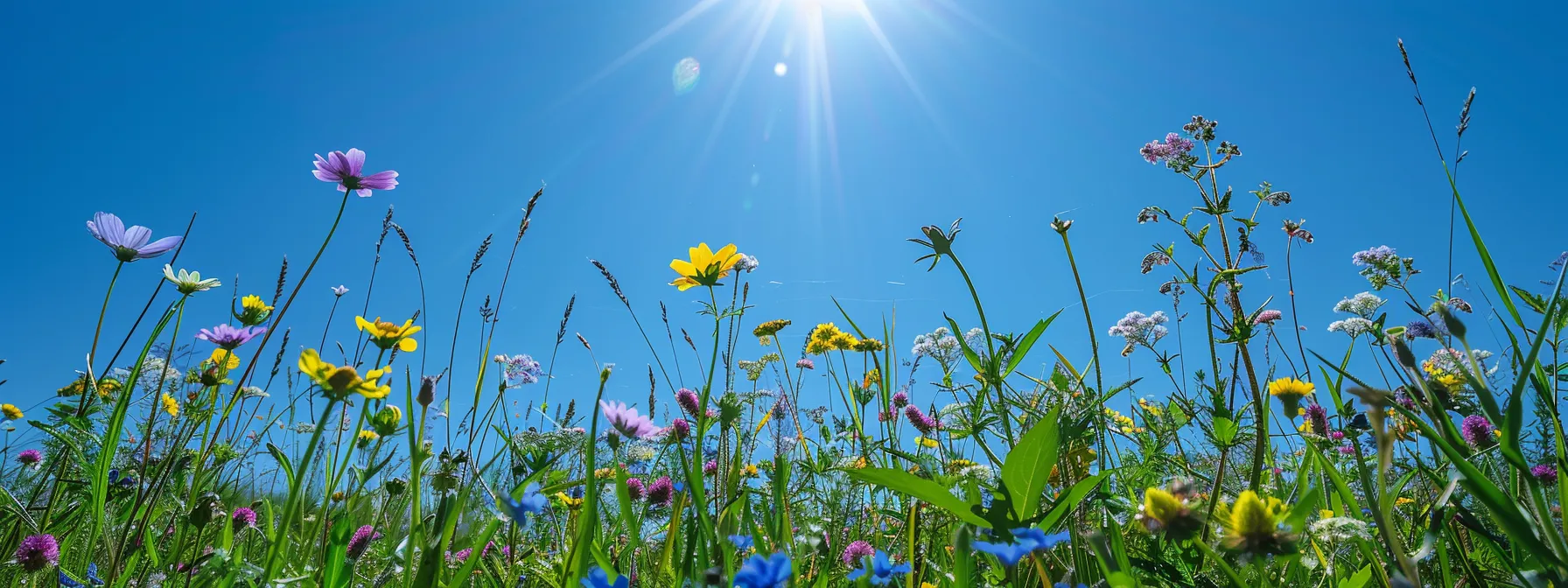 a vibrant, sun-soaked meadow blossoms with a kaleidoscope of wildflowers under a clear cerulean sky, embodying the essence of springtime renewal and natural beauty.