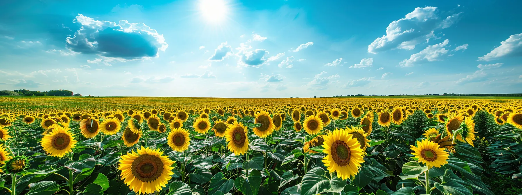 a vibrant sunflower field stretches under a brilliant blue sky, with golden blooms swaying gently in the warm sunlight, creating a radiant and uplifting atmosphere.
